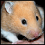 Hamster
