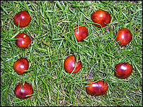 10_chestnuts.jpg