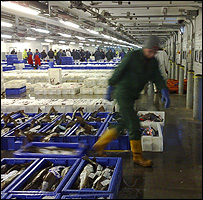 Fish at Peterhead auction