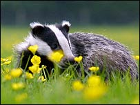 A badger strolling through a field of buttercups