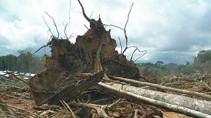 A scene of destruction at the Grota Rica Gold Mine