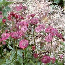 Astrantia