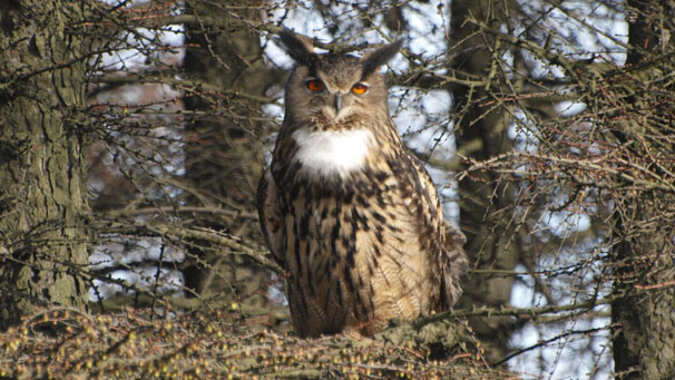 Robert McGlashan of Kelty snapped this shot of what he thinks might be an eagle owl.