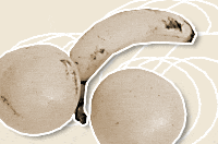 gallons of ejaculate