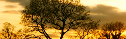 Trees on a yellow sky