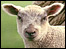 A lamb
