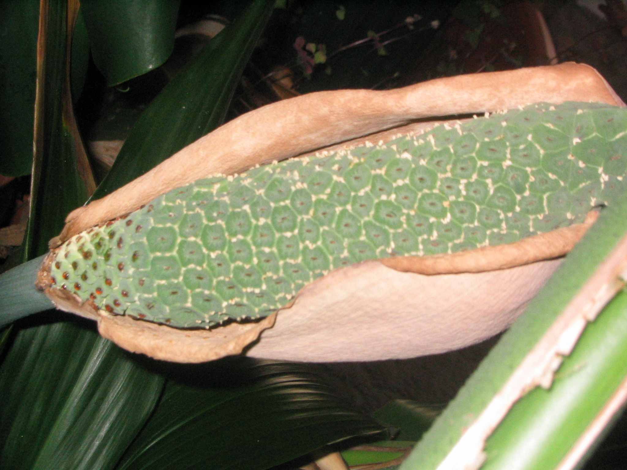 Margareth Swiss Cheese plant