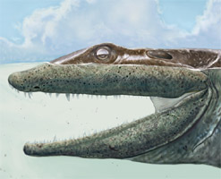 Life reconstruction of the head of Ventastega. Image by Philip Renne