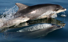 Dolphins on Display (click to enlarge)