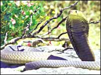 Будда руҳонийлари кобра балосидан қутулиб, чумоли балосига йўлиқишган