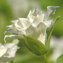 Trillium grandiflorum