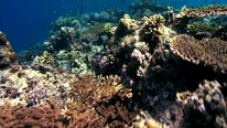 Heat tolerant corals of Eritrea