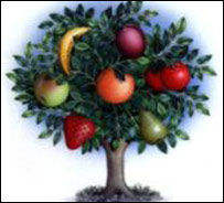 مڼې او نورې ميوې