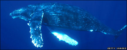 Humpback whale