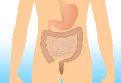 Drawing of the bowel and intestines