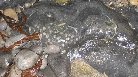 Fossil of lithostrotian coral at Traeth Bychan Fossil of lithostrotian coral at Traeth Bychan