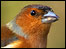 Chaffinch. Picture: Tony Wright