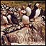 Farne Island puffins
