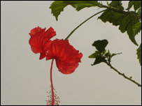 گڑہل کا پھول