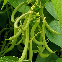 Dwarf frnech bean