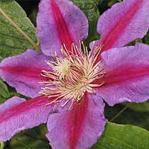 Clematis 'Carnaby'