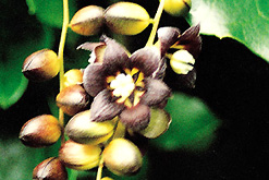 Lardizabala Biternata