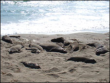 elephant_seals226.jpg
