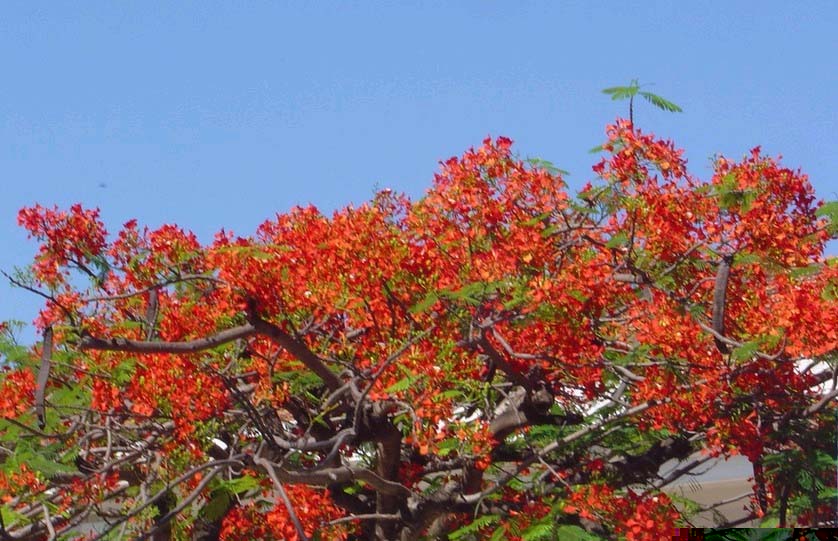 we call it is Phoenix-flower