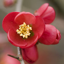 Chaenomeles superba 'Crimson and Gold'