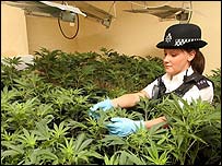 Cảnh sát Anh khám xét một ngôi nhà trồng cần sa