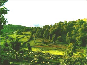 عکس از سید وحید حسینی