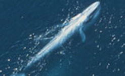 Blue Whale