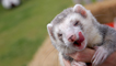 Ferret