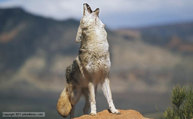 Coyote (Image: photolibrary.com)