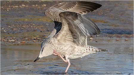 Juvenile Herring Gull c/o Margaret Holland
