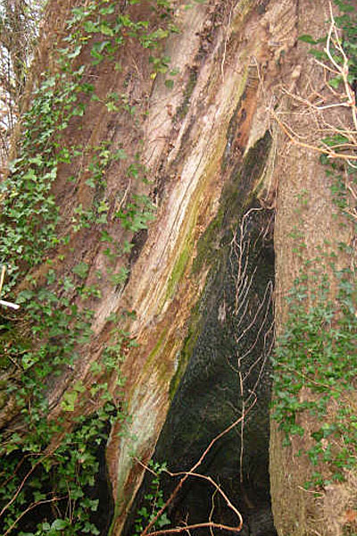 Susan Gass and Peter Archdale