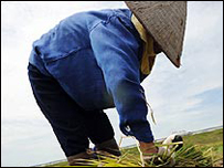 Một nông dân gặt lúa