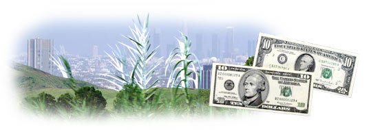 Los Anglese in background, countryside in southern Mexico in foreground. Images of dollars.