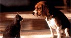 Cats and Dogs