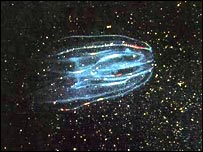 Медуза-загроза: фото з сайту екологічної програми ООН