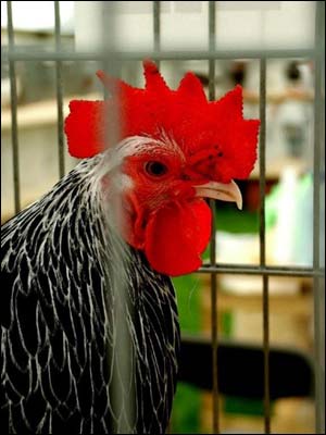 Cockerel. Photo: Sylvia Beegan