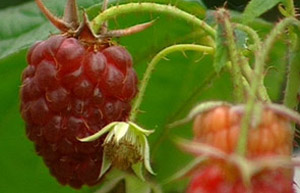 'Autumn bliss' raspberries