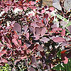 Berberis x ottawensis 'Auricoma'