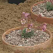 Saxifraga 'Suendermannii'