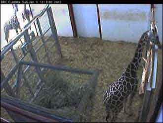 giraffe screen grab