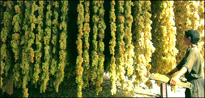 د انګور تاک خس و برګ