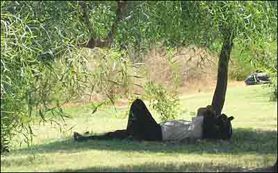 گرمای شرچی امسال و نعمت سايه