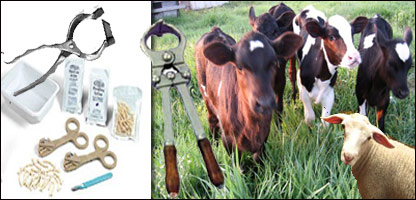 خصی کردن حيوانات