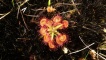Plannt Drosera no Sundew