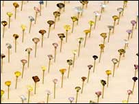 © Natural History Museum